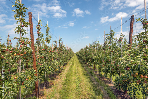 Obraz na płótnie Plenty of ripening red apples hang from low trees in a Dutch orchard in the province of Zeeland. It is a sunny day at the beginning of summer and the harvest will be in a few months. w salonie
