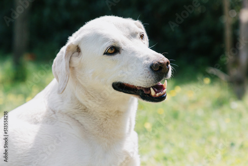 Portrait of a white Labrador looking away.