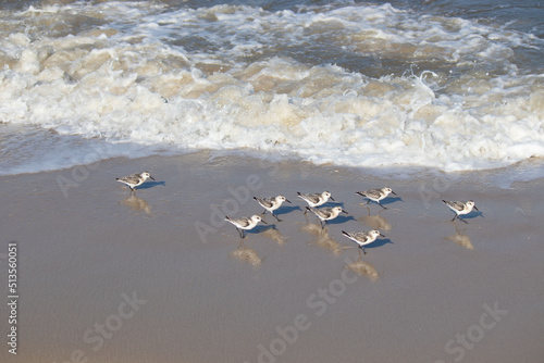 Sandpipers running from waves at the beach in Cape May New Jersey © Larry