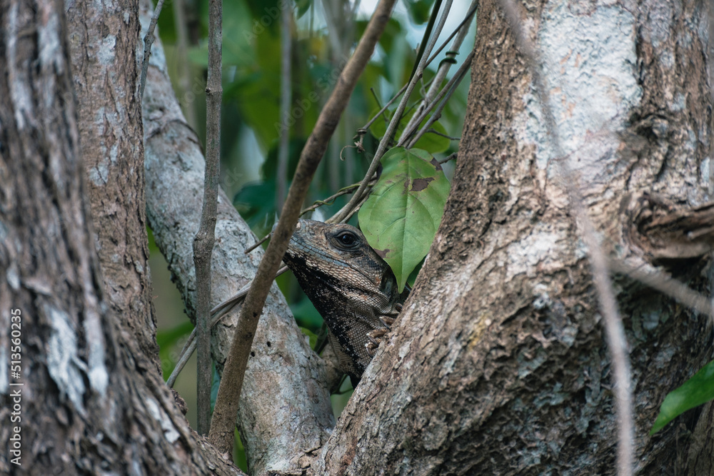 Obraz premium Iguana perched in the trees of a jungle, Yucatan