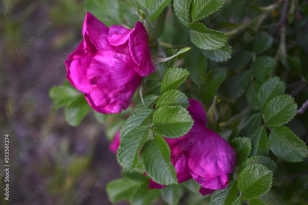 Large pink rosehip flowers on a bush in summer