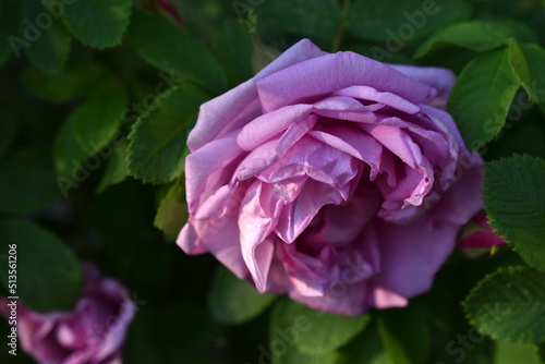 Large pink rosehip flowers on a bush in summer