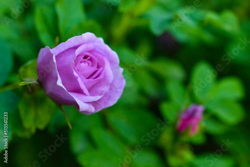 Large pink rosehip flowers on a bush in summer