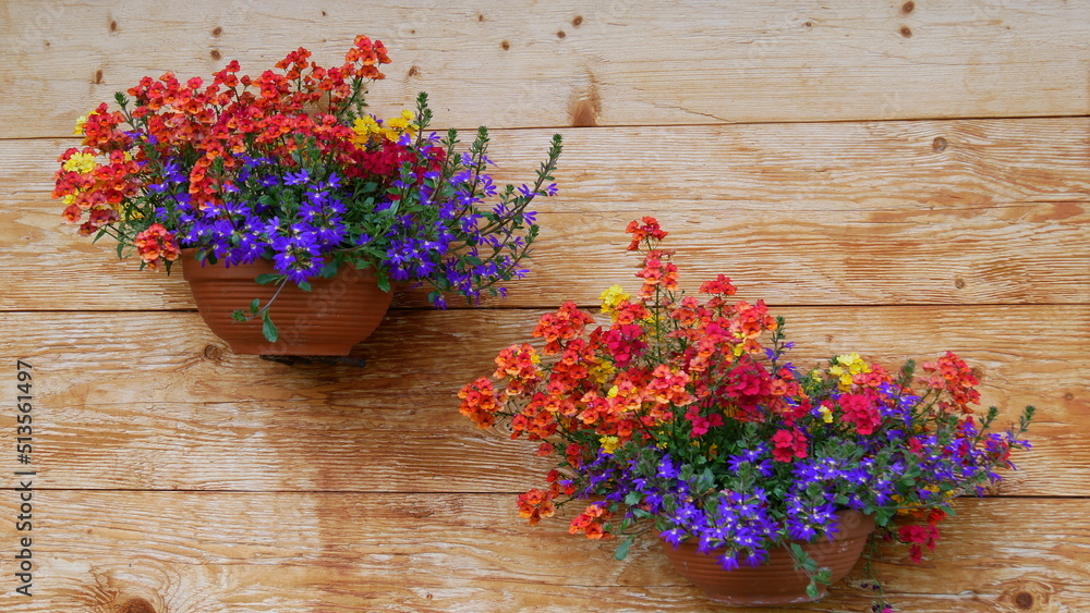 Wunderbar blühende Blumen in Dekorativen Pflanzgefäßen Wunderbar blühende Blumen in Dekorativen Pflanzgefäßen