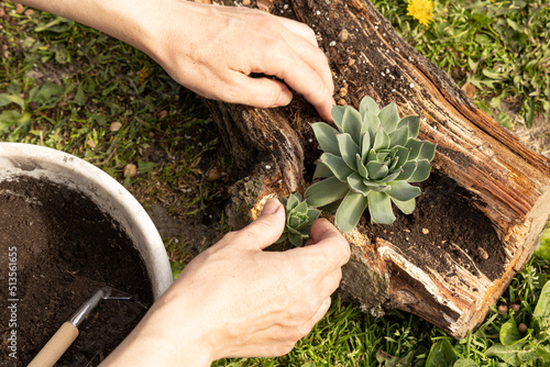 Transplanting succulents into a new pot. Plant transplantation.