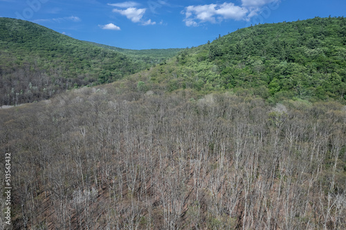 Canvas Print New York forest defoliation caused by the spongy moth caterpillar (formerly called gypsy moth)