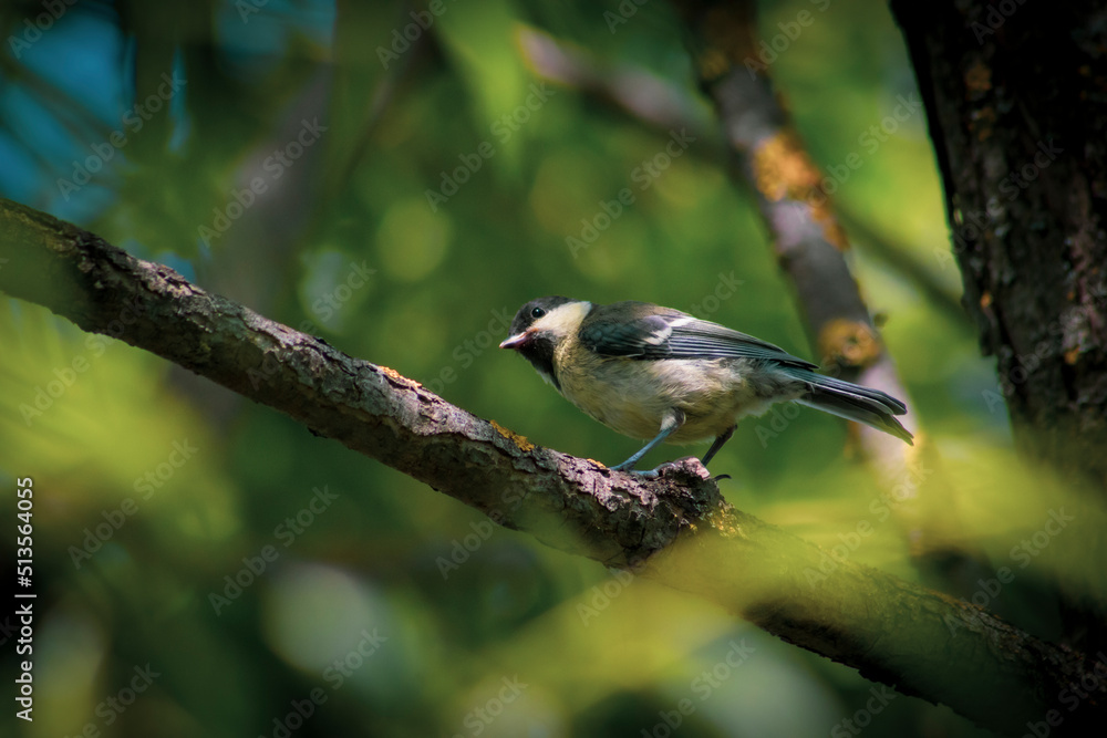 Obraz premium bird on a branch