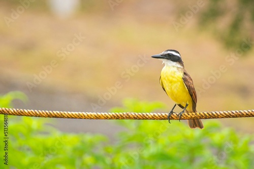 Great kiskadee bird perched on a rope on a blurred background photo