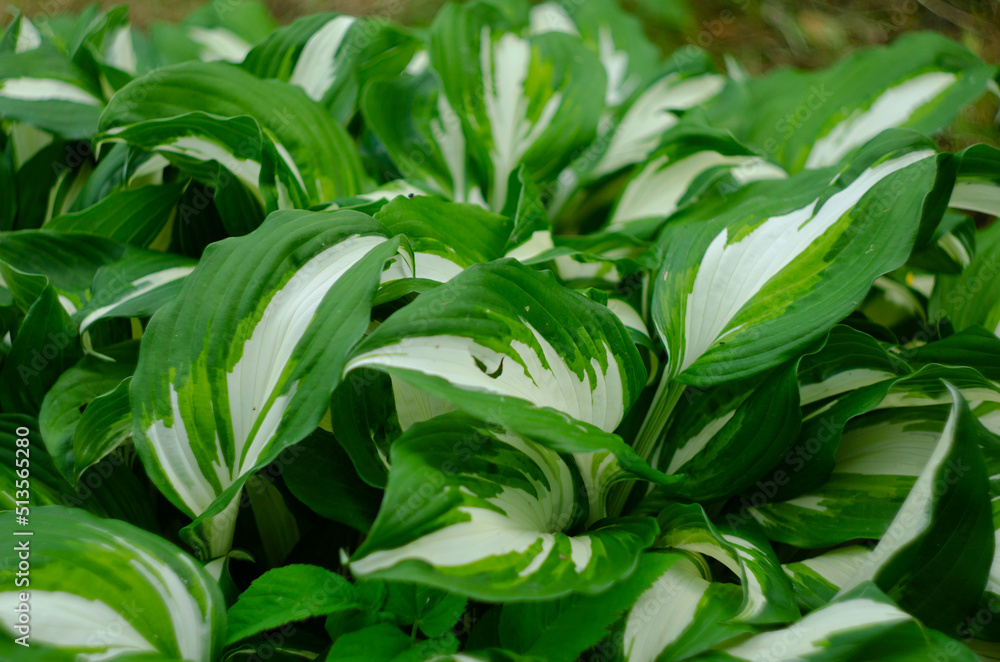 Fototapeta premium Hosta Funkia, plantain lilies in the garden, green and white leaves.