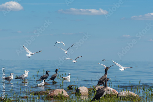Tablou pe pânză Variety of birds: Great cormorant, sea gulls, black-headed gull on the Curonian