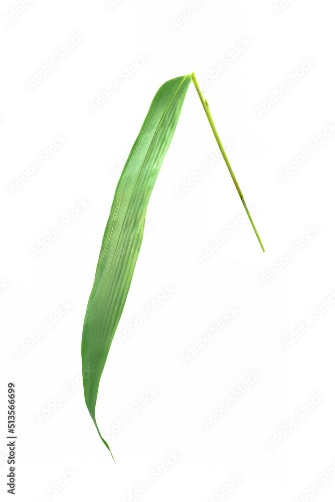 Close-up bamboo leaves on isolated white background,Clipping path. Close-up bamboo leaves on isolated white background,Clipping path.