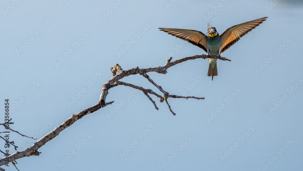 European Bee-eater perched on a branch overlooking the waters of a lake European Bee-eater perched on a branch overlooking the waters of a lake