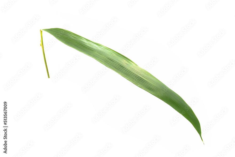 Close-up bamboo leaves on isolated white background,Clipping path. Close-up bamboo leaves on isolated white background,Clipping path.