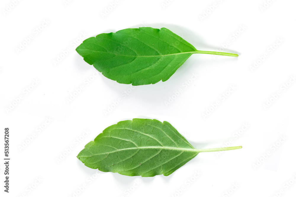 Obraz premium Close-up two basil leaves on isolated white background,Clipping path.