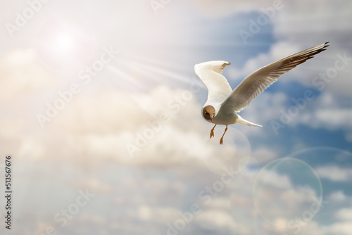 Beautiful shots of a seagull flying in the blue sunny sky