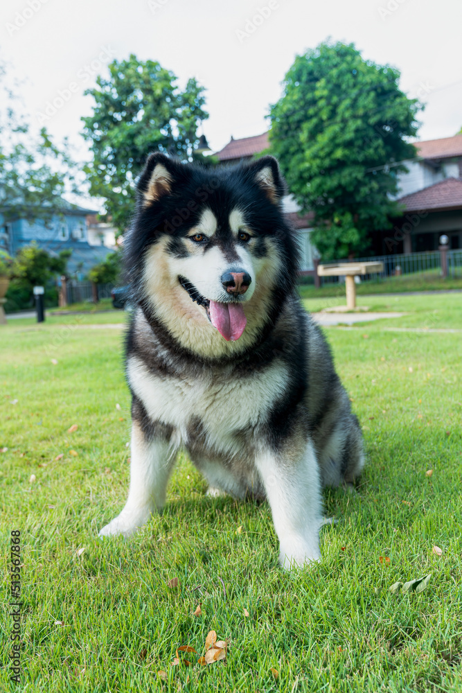 Alaskan dog breed. Alaskan malamute on a field. Alaskan dog breed. Alaskan malamute on a field.