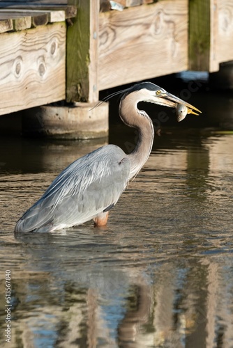 Great blue heron (ardea herodias) with fish in its beak in the Overholser Lake in Oklahoma photo