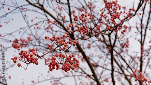 European mountain ash berries,in winter - Sorbus aucuparia  © Kristof Lauwers