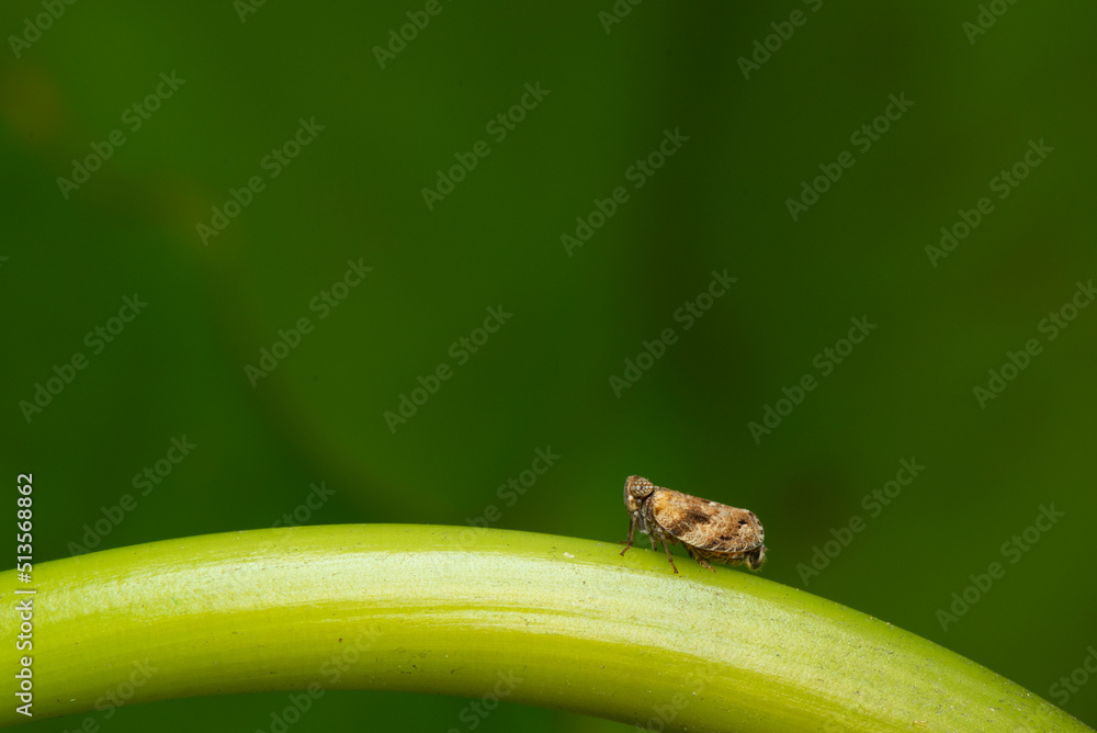 Close up of the Brown planthopper on green leaf in the garden. the Nilaparvata lugens (Stal) on green brunch. - obrazy, fototapety, plakaty 
