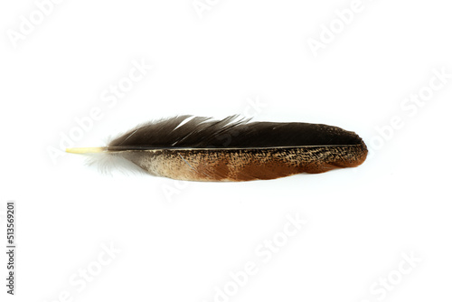 Real feather photo,Close-up feather brown black beautiful isolated on the white background.