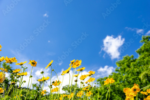 6月の群馬県南牧村に咲くオオキンケイギク © officeU1