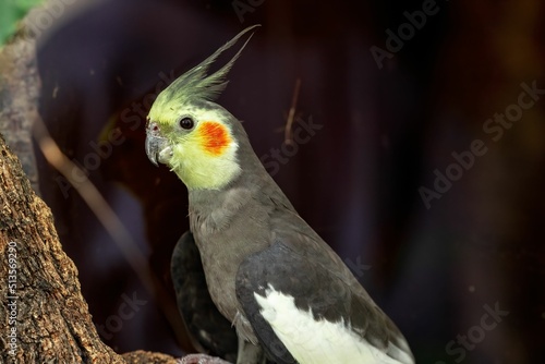 Closeup shot of Cockatiel parrot standing and looking side photo