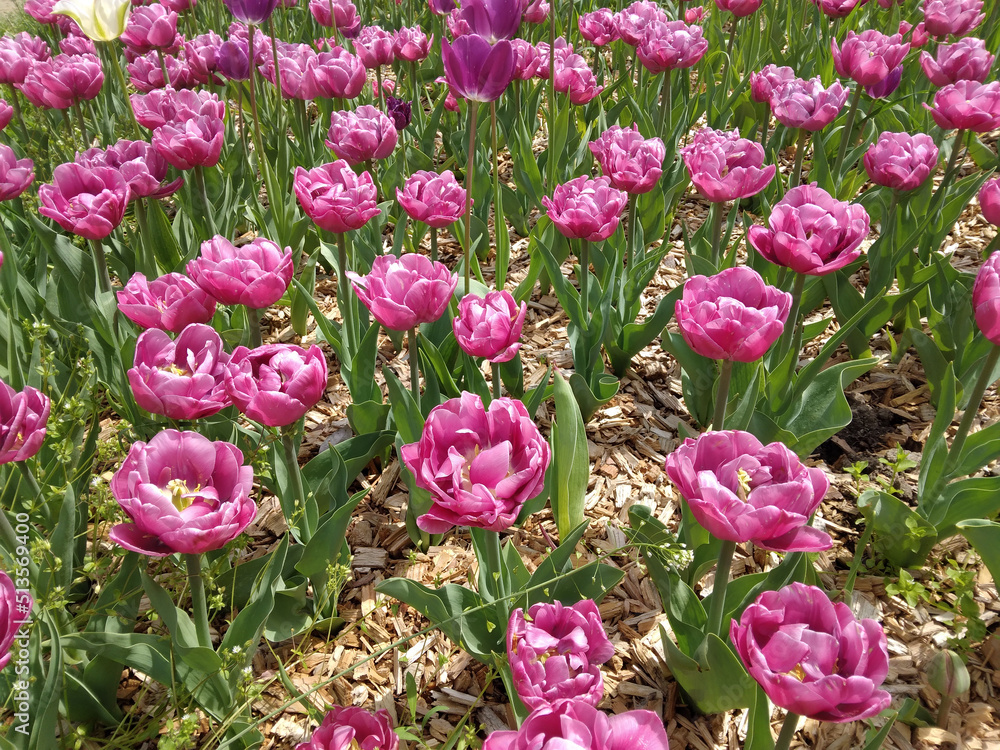 Pink tulips in the park Pink tulips in the park