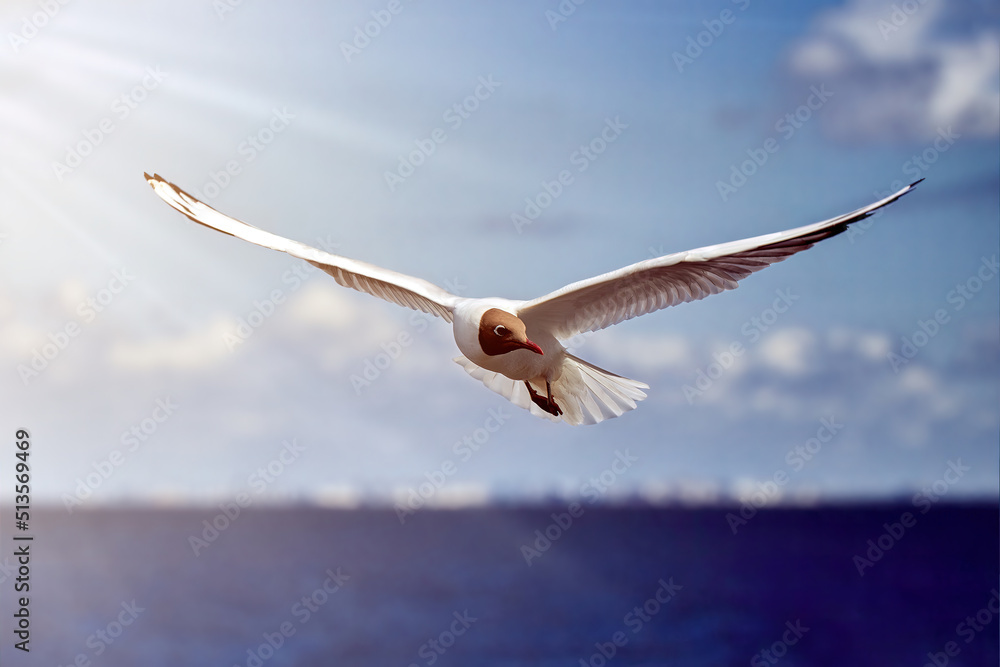 A seagull, soaring in the blue sky flying over the sea. A seagull, soaring in the blue sky flying over the sea.