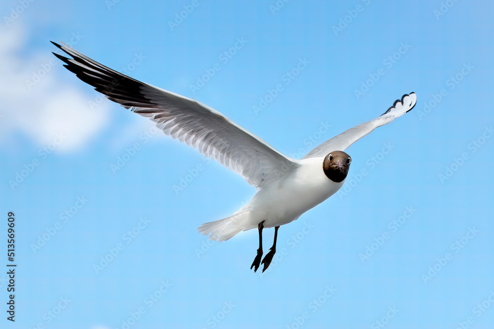 Fototapeta premium A seagull, soaring in the blue sky flying over the sea.