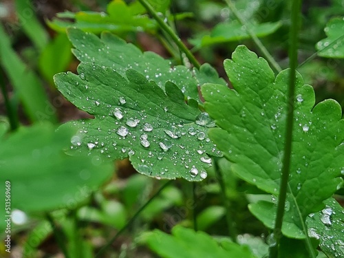 summer dew and drops on the leaves in the garden
