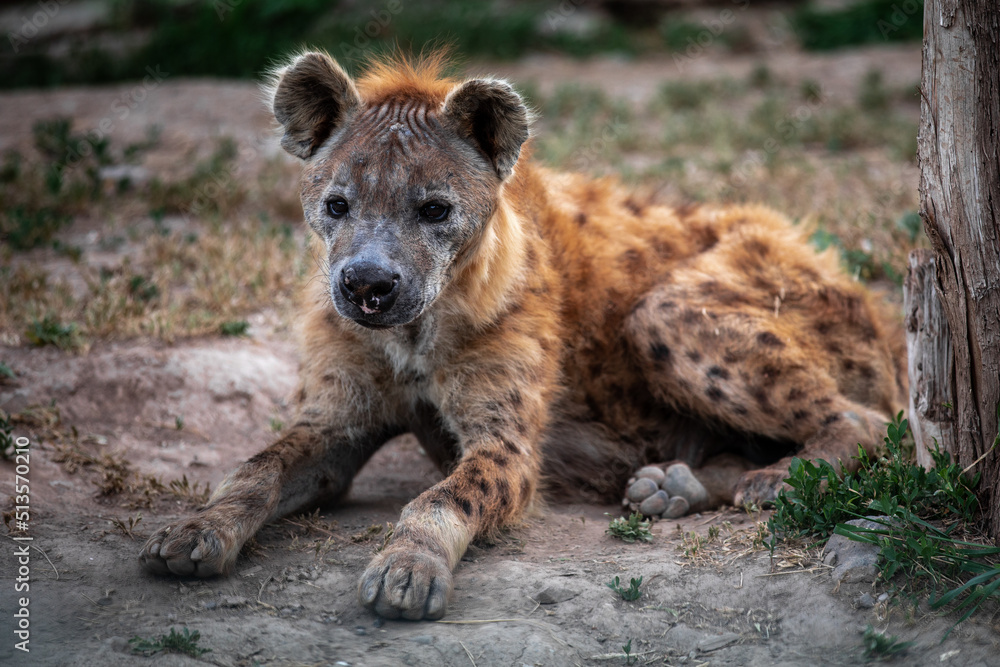 The spotted hyena , also known as the laughing hyena. The spotted hyena , also known as the laughing hyena.