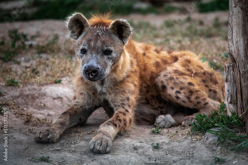 The spotted hyena , also known as the laughing hyena.
