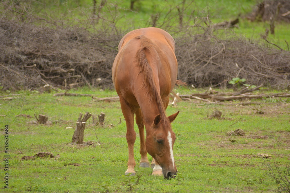 Fototapeta premium caballo