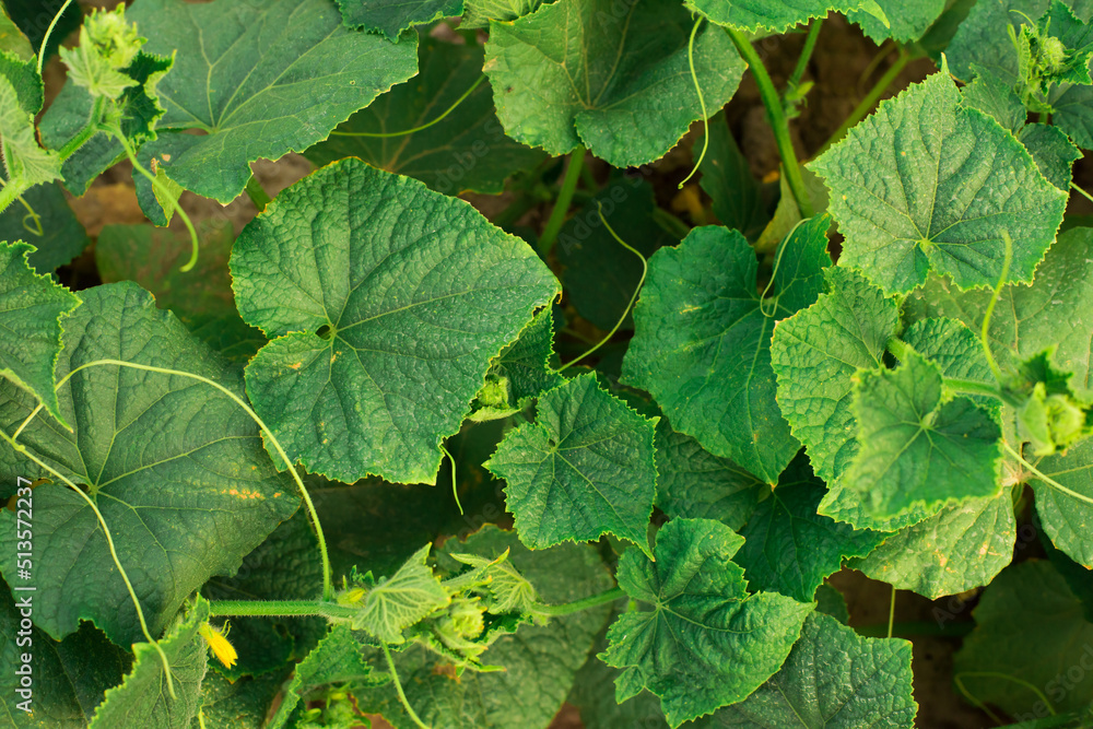 green fresh young cucumbers in the garden green fresh young cucumbers in the garden