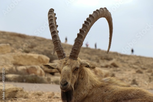 Selective focus shot of the head of Pyrenean ibex (Capra pyrenaica pyrenaica) photo