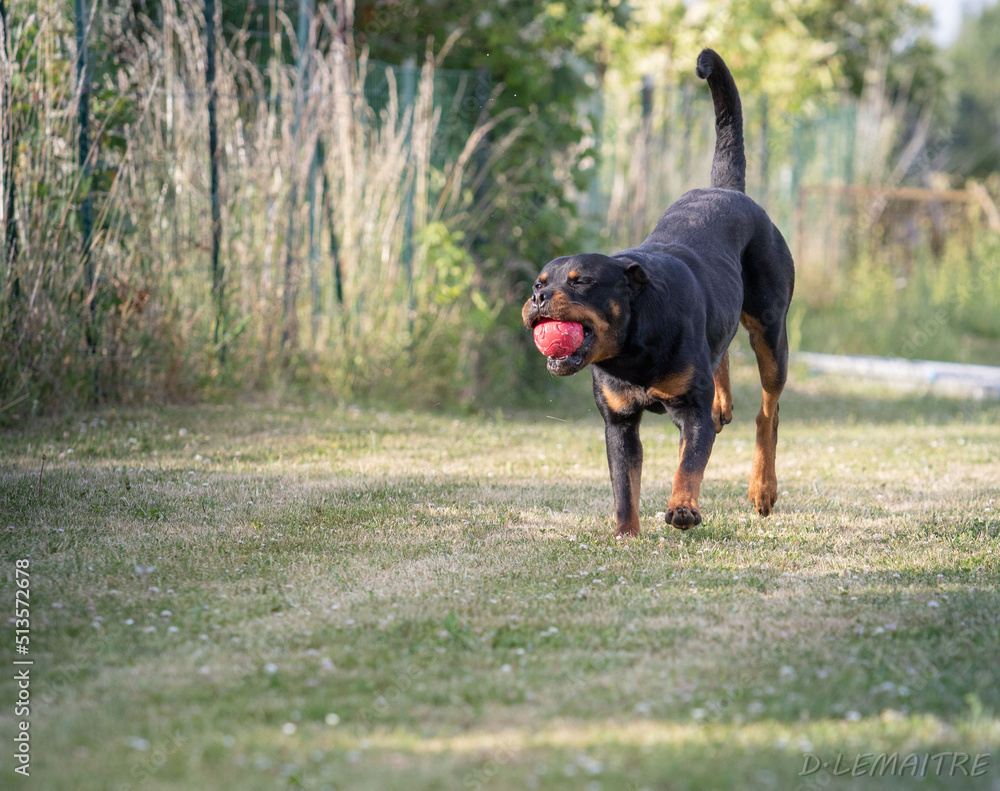 ROTTWEILER R'MESS