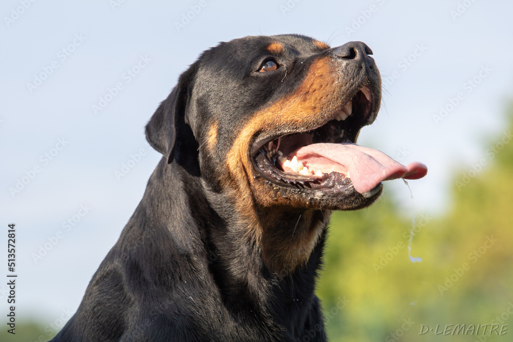 ROTTWEILER R'MESS