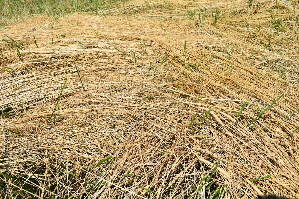 Hay Grass in a Field Hay Grass in a Field