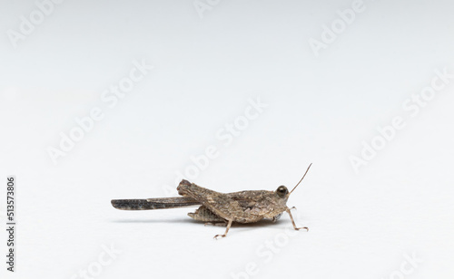 small grasshopper side view closeup in white background stock photo © Prosun
