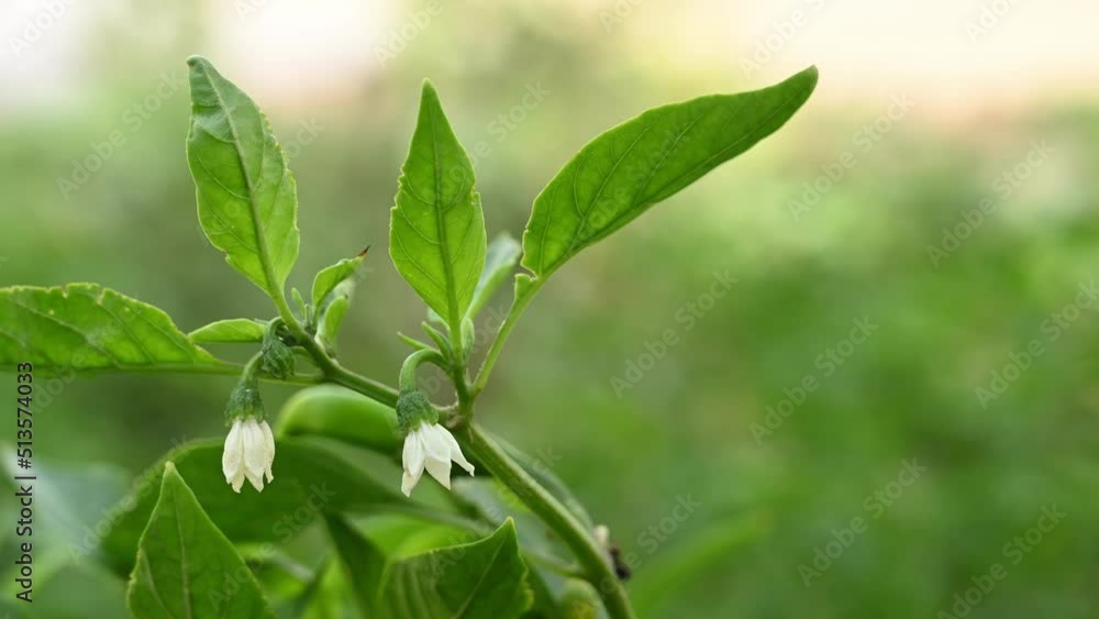 close up of capsicum flower with white petals close up of capsicum flower with white petals