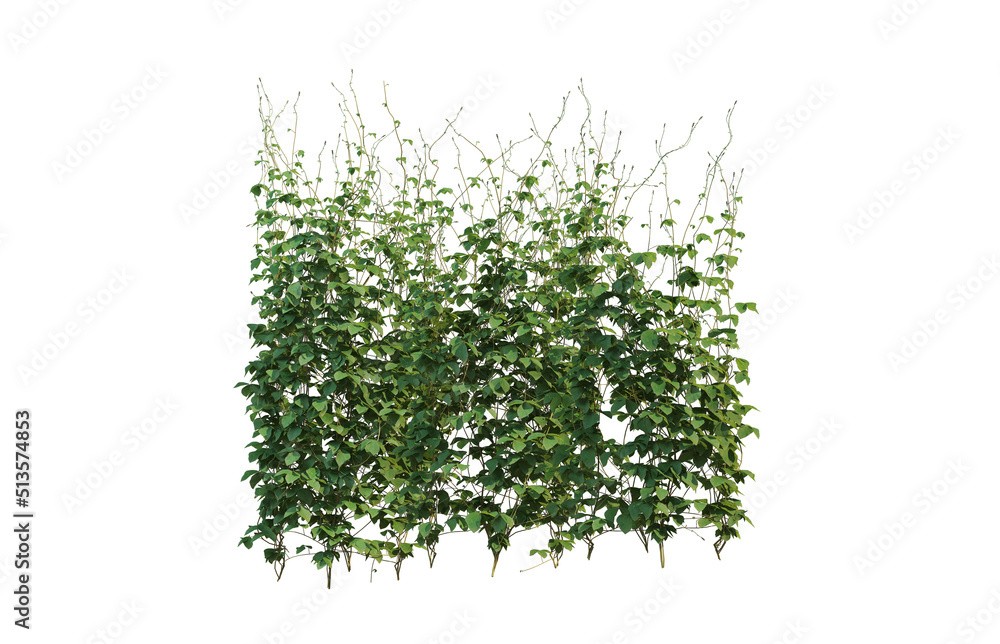 3d render ivy with white background 3d render ivy with white background