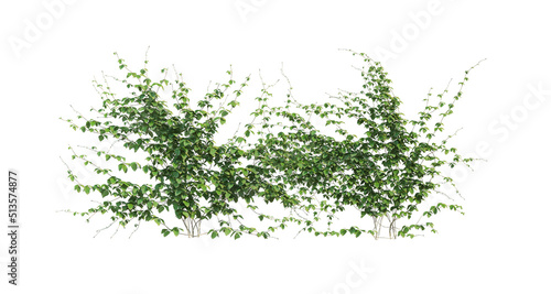 3d render ivy with white background