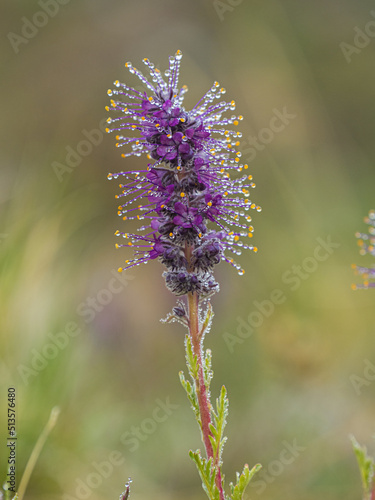 purple fringe wildflower with dew drops