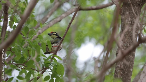 Closeup of a Coppersmith barbet perched on a green tree branch photo