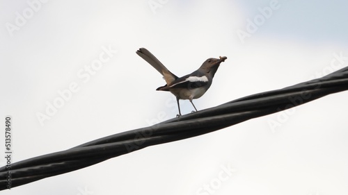 Photo Selective focus shot of oriental magpie-robin (copsychus saularis) with an insec