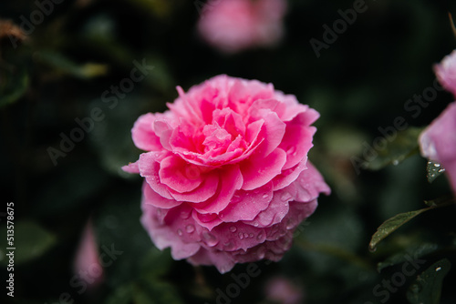 pink beautiful rose in garden