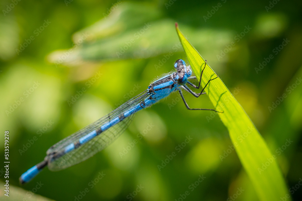 Common Blue damselfly clinging to the end of a reed