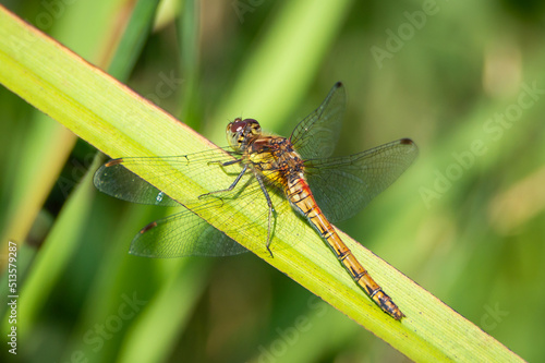 Common Darter dragonfly on a green reed
