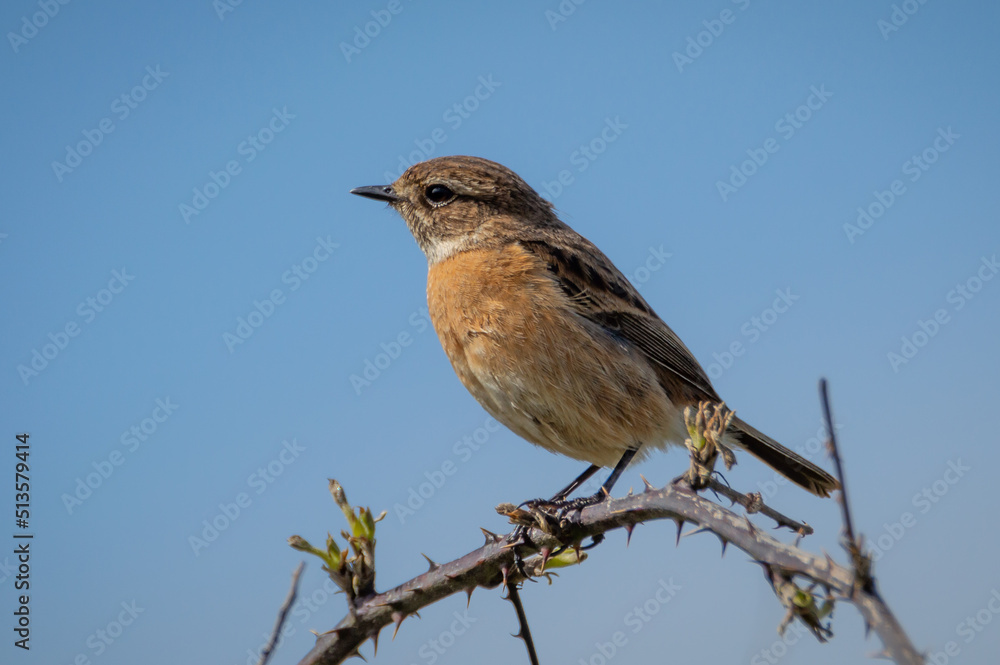 Stonechat female on a bramble branch Stonechat female on a bramble branch
