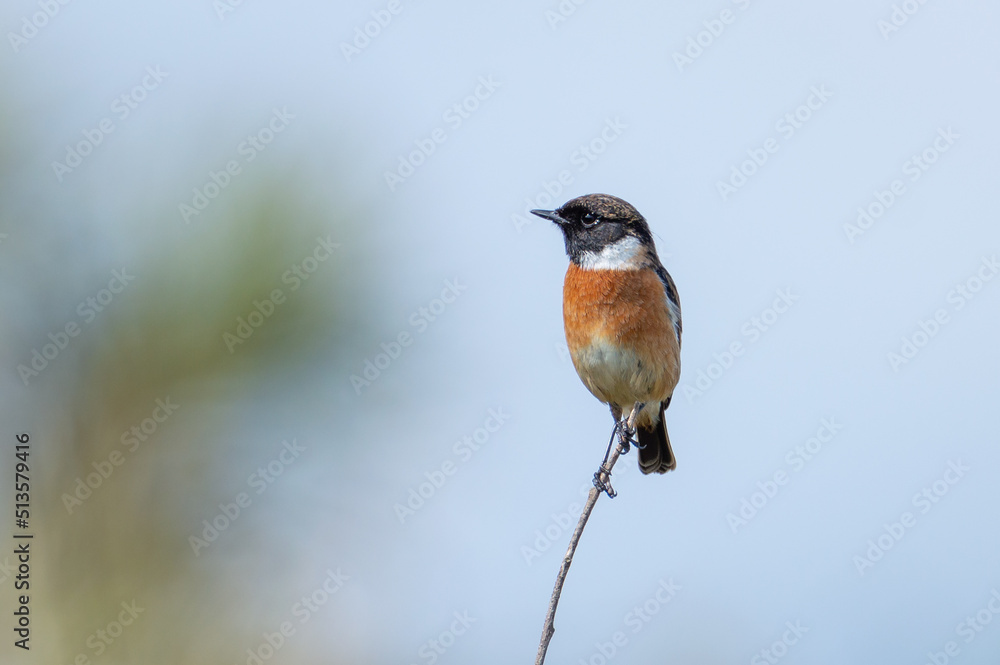 Stonechat male on a skinny branch Stonechat male on a skinny branch